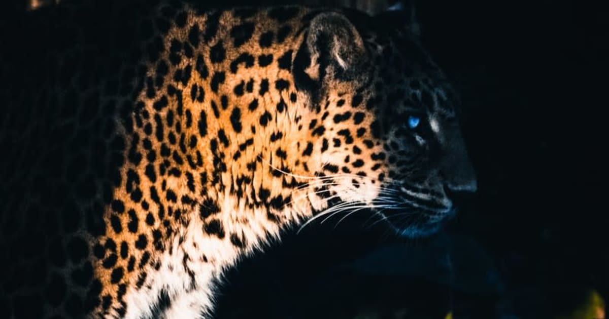 Yggdrasil Partners ReelPlay, за да освободи Jaguar SuperWays от Bad Dingo